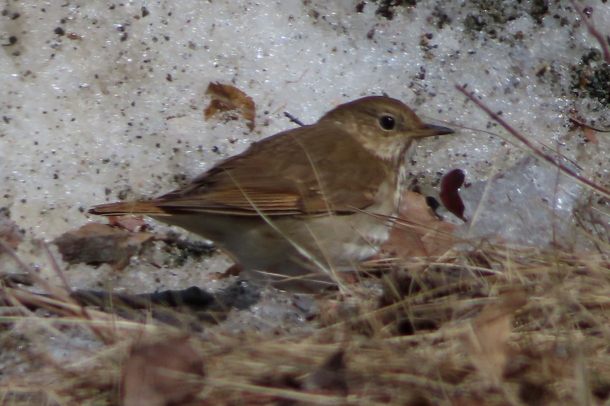 Hermit Thrush - ML655380587