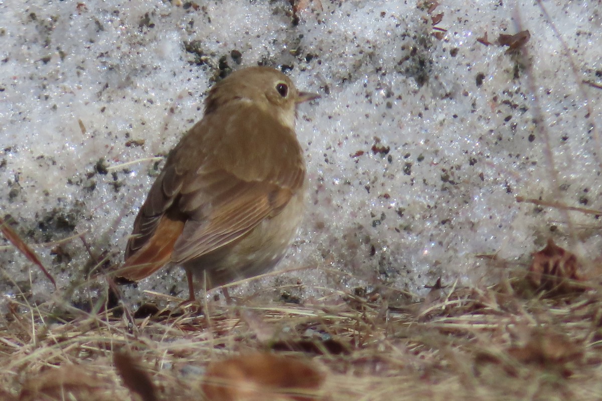 Hermit Thrush - ML655380588