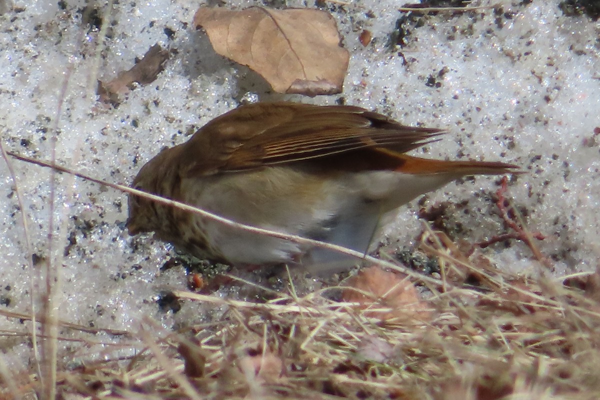 Hermit Thrush - ML655380589