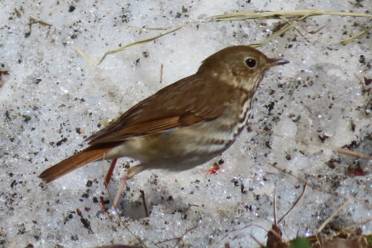 Hermit Thrush - ML655380590