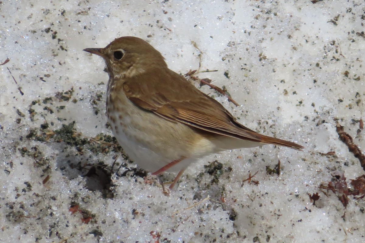 Hermit Thrush - ML655380593