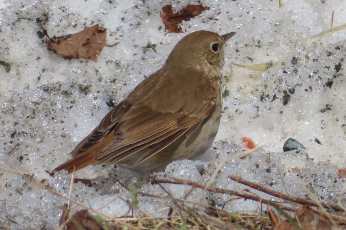 Hermit Thrush - ML655380595