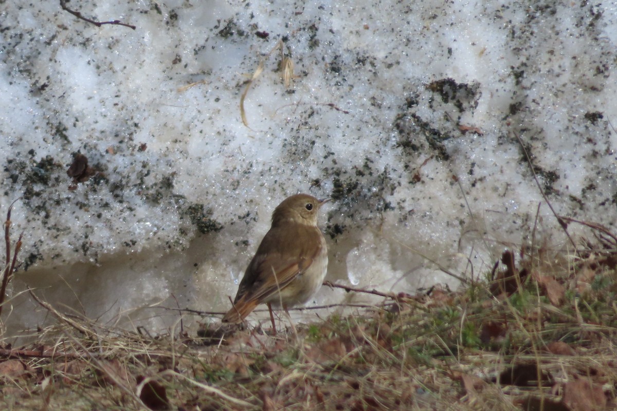 Hermit Thrush - ML655380603