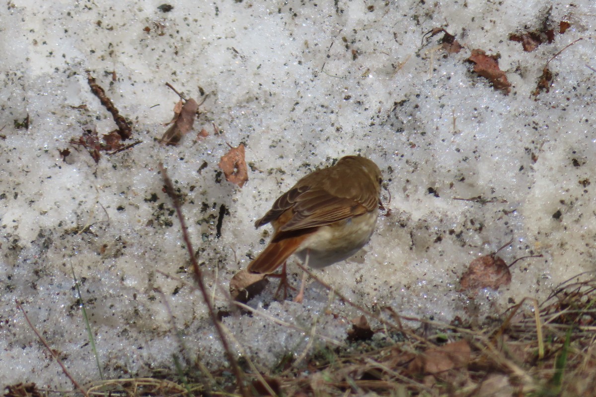 Hermit Thrush - ML655380609