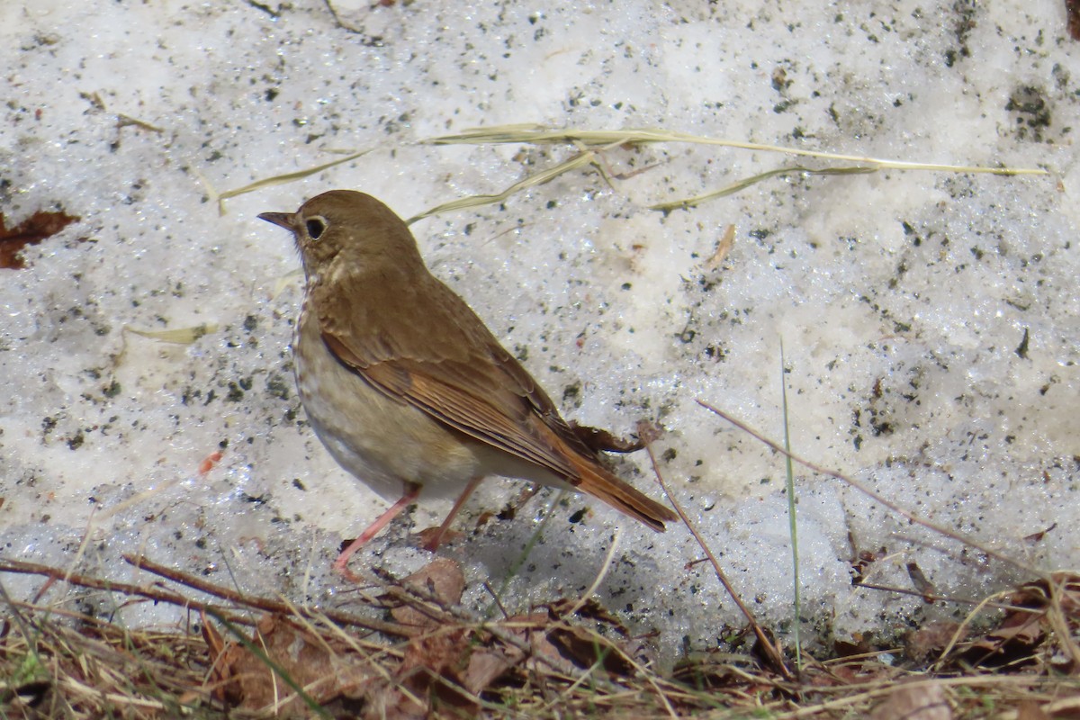 Hermit Thrush - ML655380610