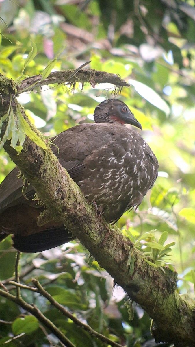 Crested Guan - ML655381493