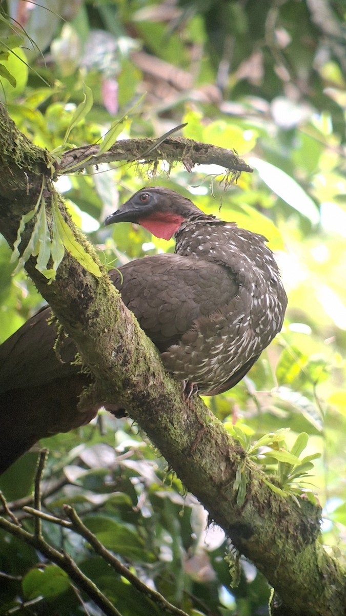 Crested Guan - ML655381494