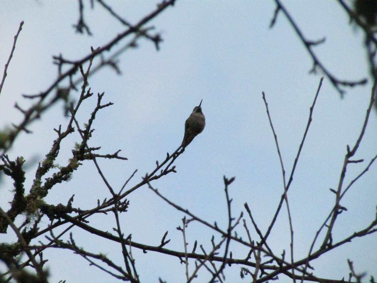 Anna's Hummingbird - ML65538151