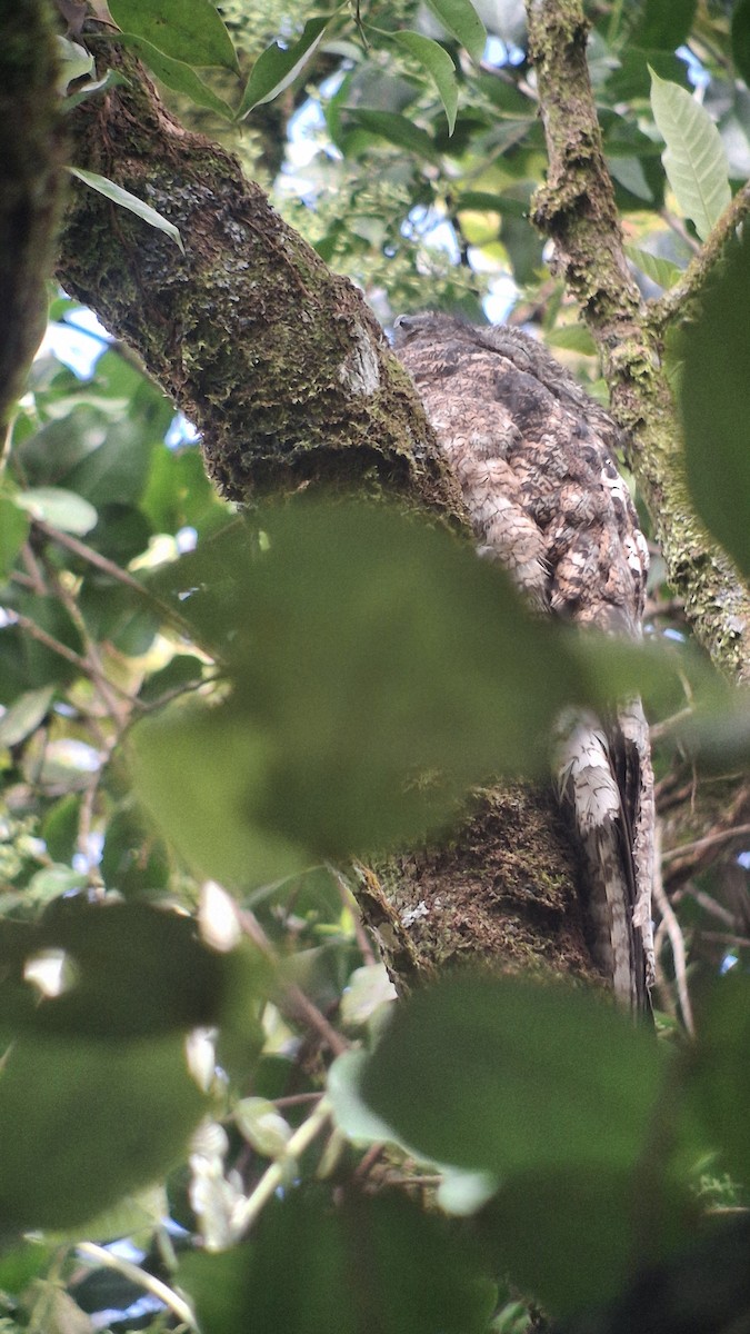 Great Potoo - ML655381510