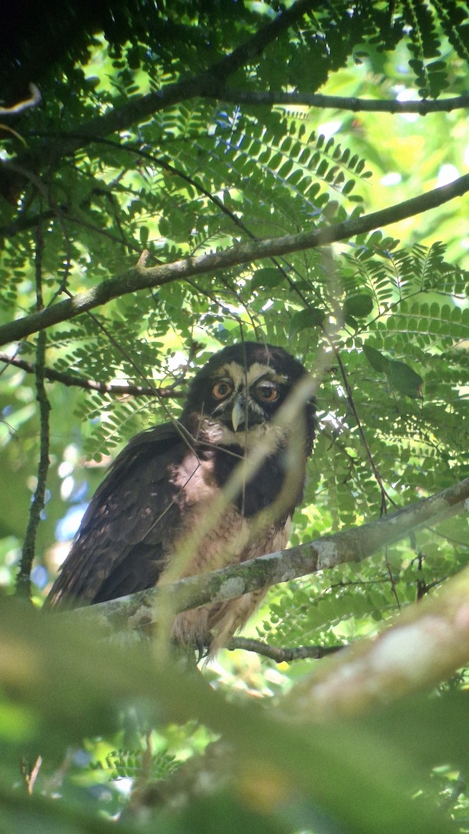 Spectacled Owl - ML655381543
