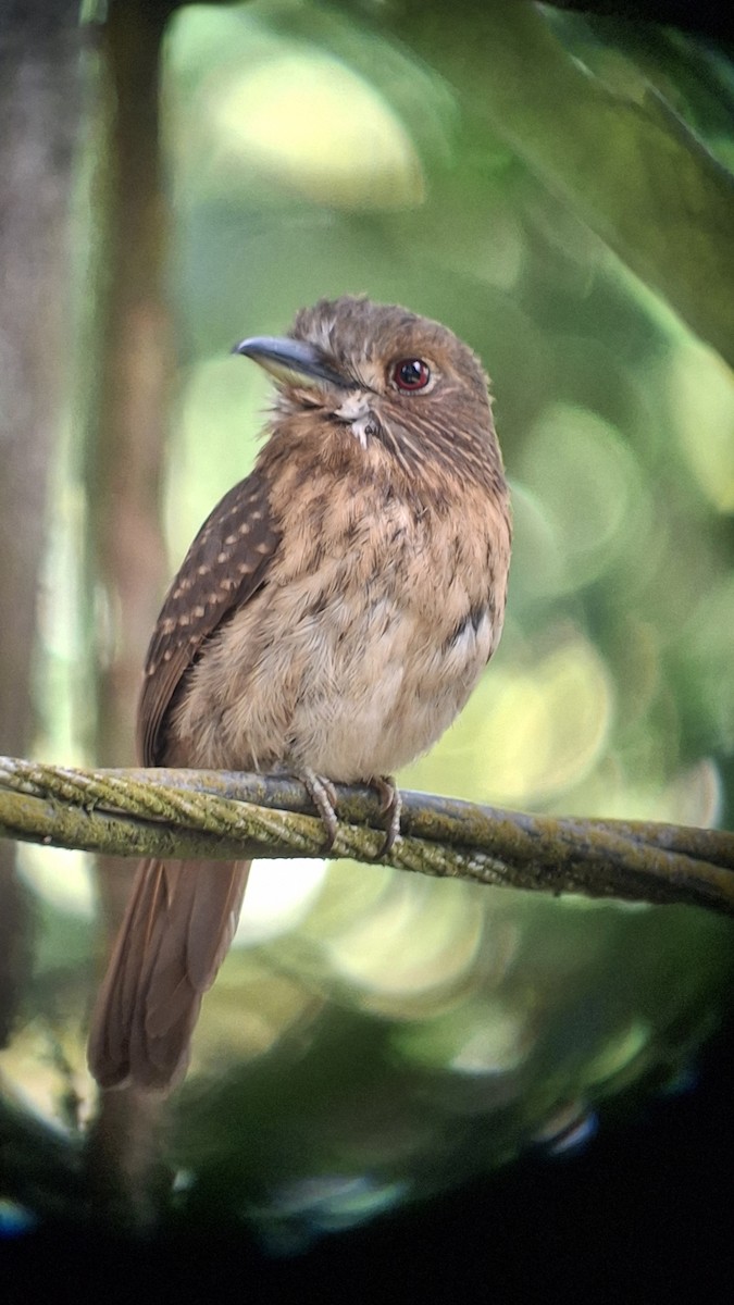White-whiskered Puffbird - ML655381563
