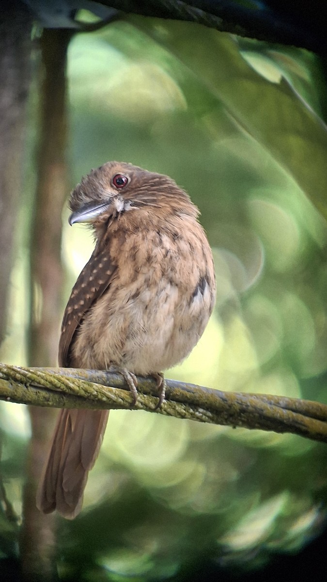 White-whiskered Puffbird - ML655381564