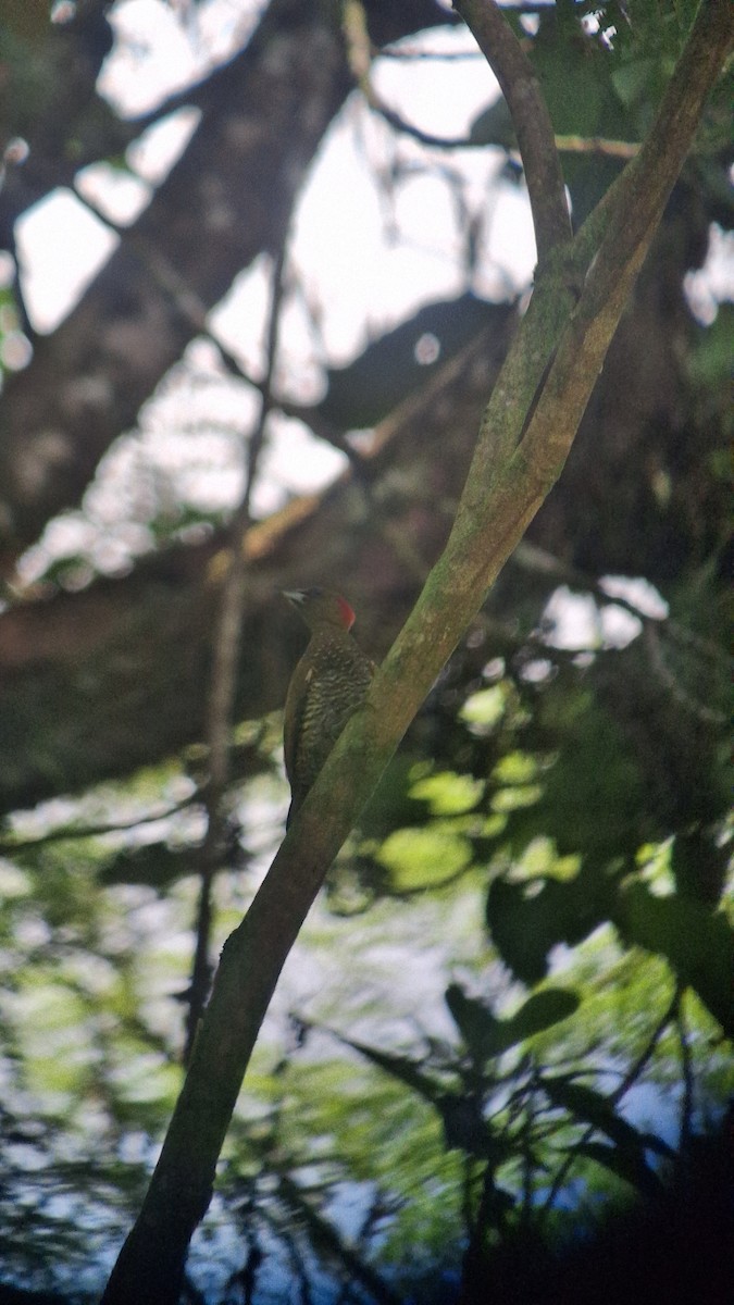 Rufous-winged Woodpecker - ML655381621