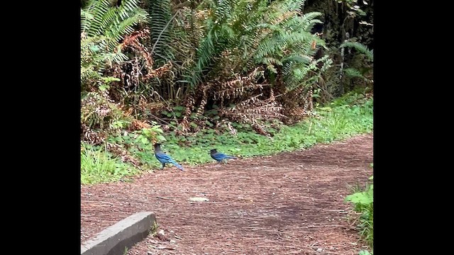 Steller's Jay - ML655381969