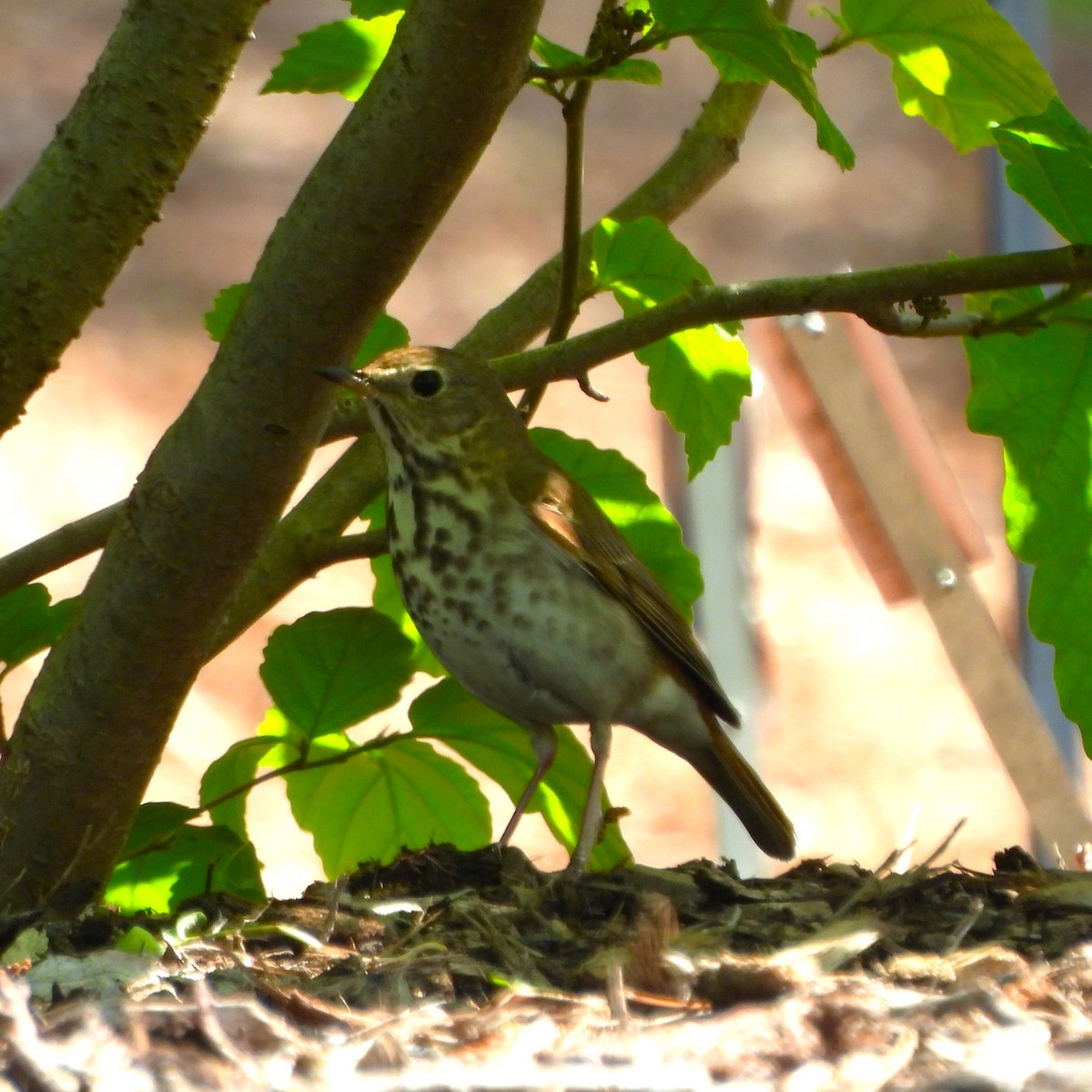 Hermit Thrush - ML655382338