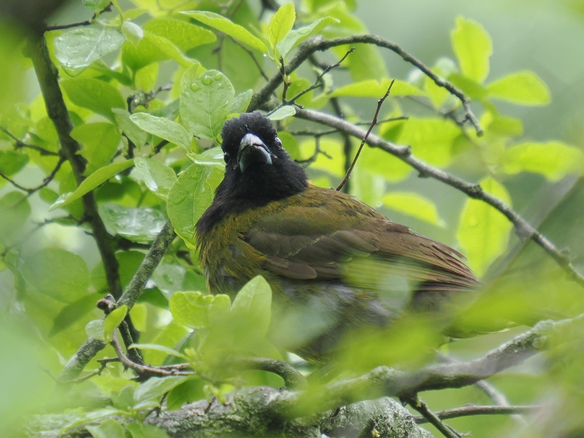Crimson-collared Grosbeak - ML655383093