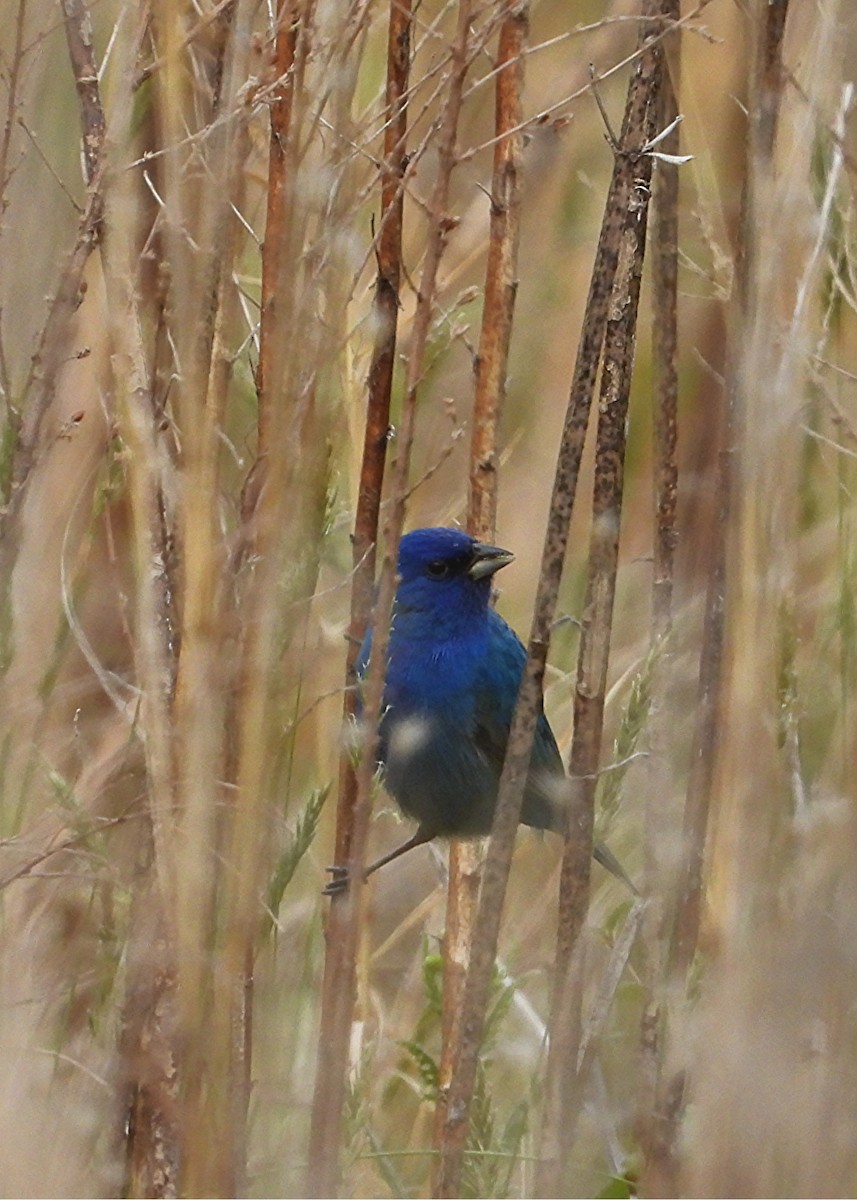 Indigo Bunting - ML655383175