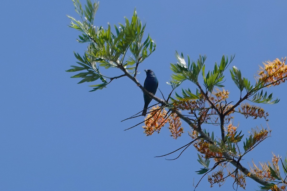 Indigo Bunting - ML655383184