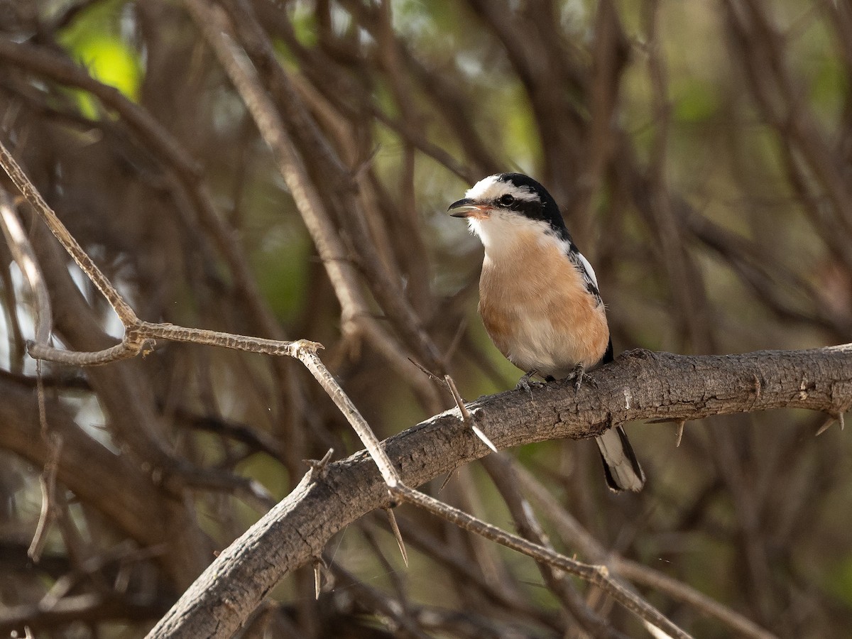 Masked Shrike - ML655383372