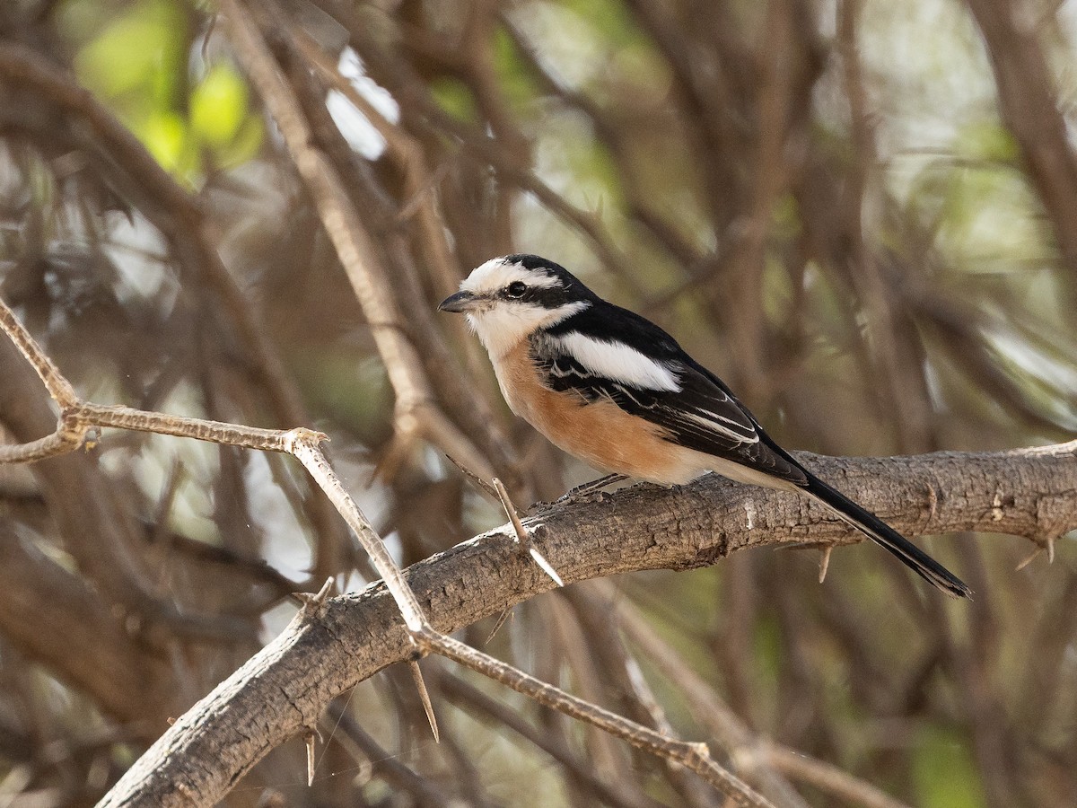 Masked Shrike - ML655383373
