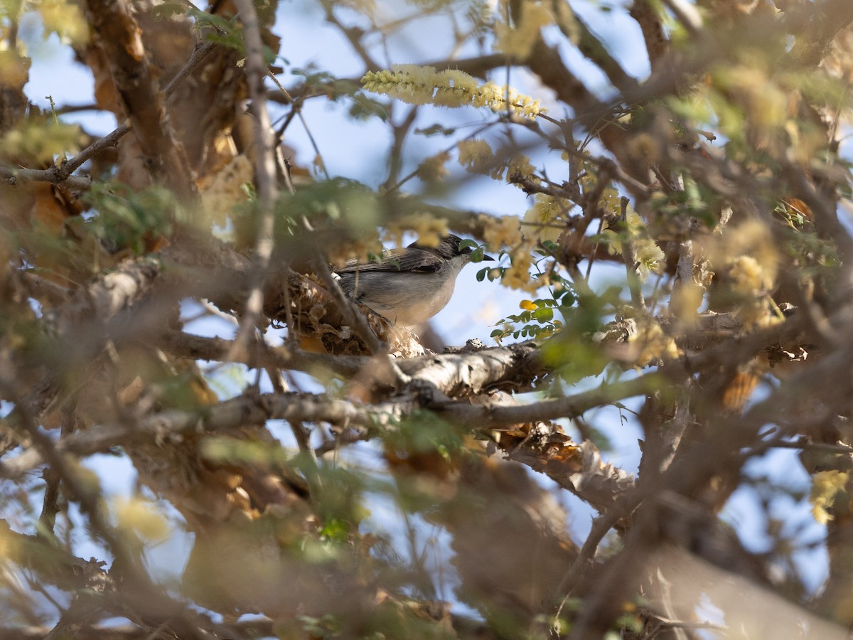 Arabian Warbler - ML655383434
