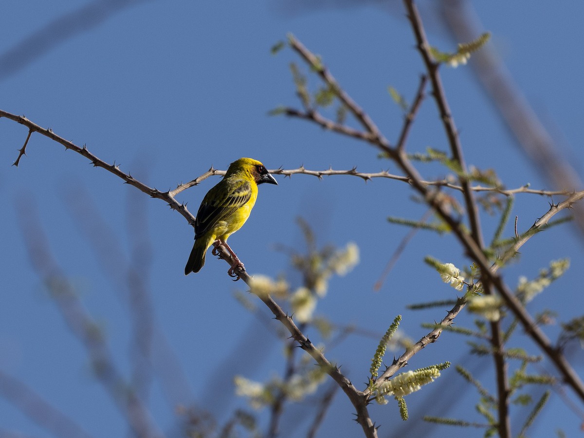 Rüppell's Weaver - ML655383528