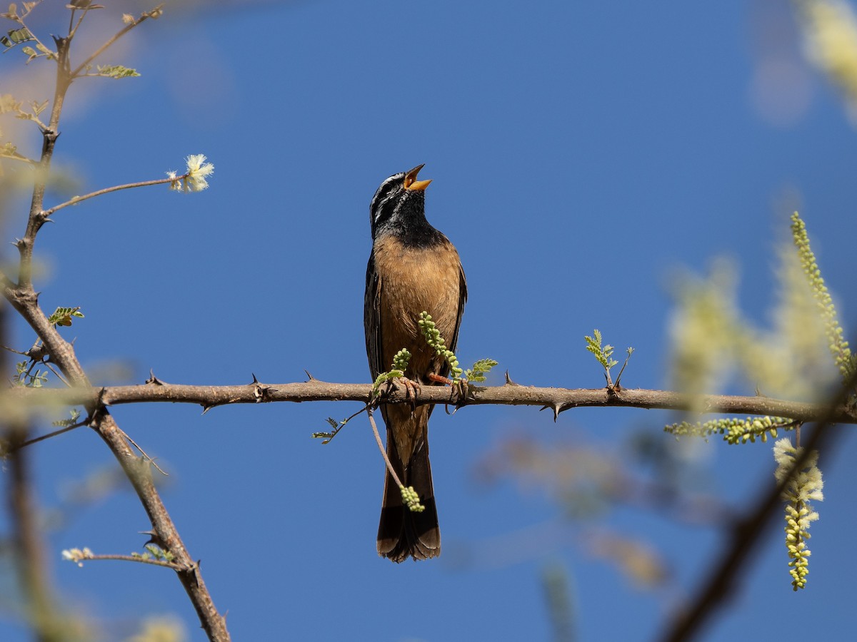 Cinnamon-breasted Bunting - ML655383670