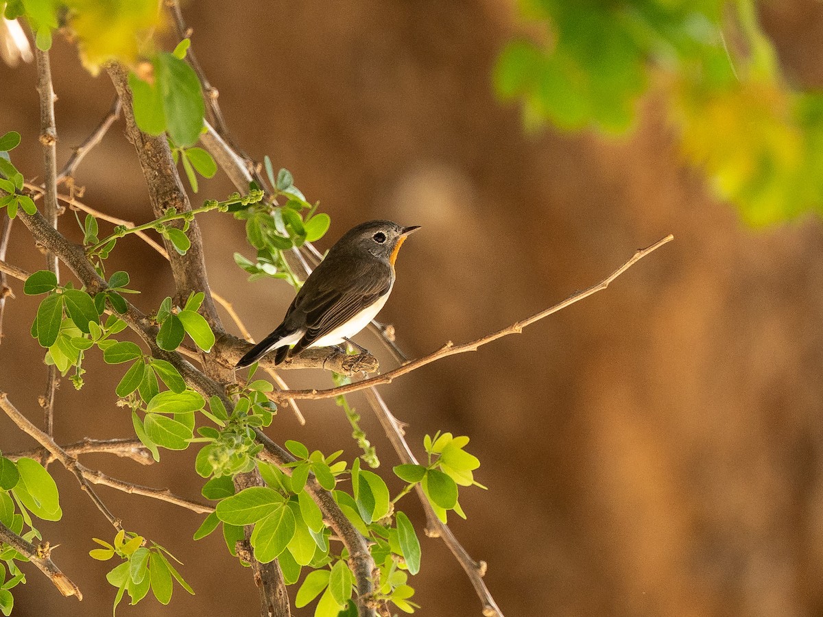 Red-breasted Flycatcher - ML655383780