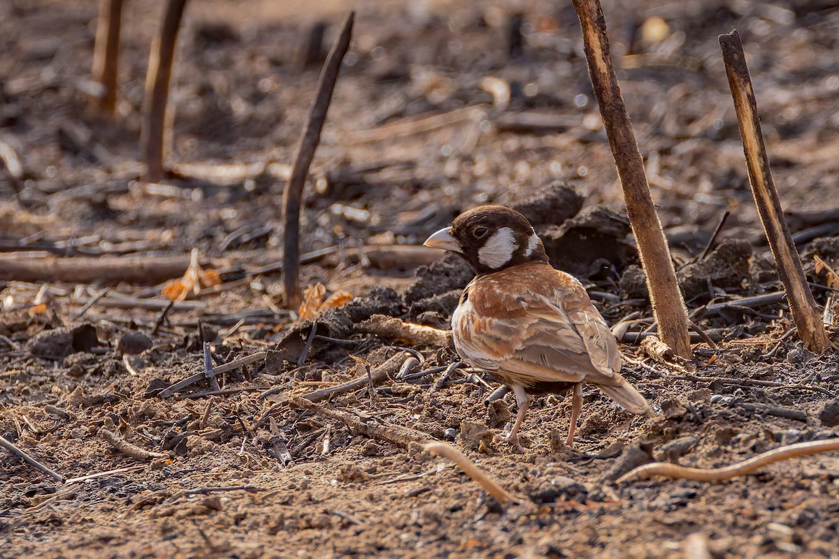 Chestnut-backed Sparrow-Lark - ML655384500