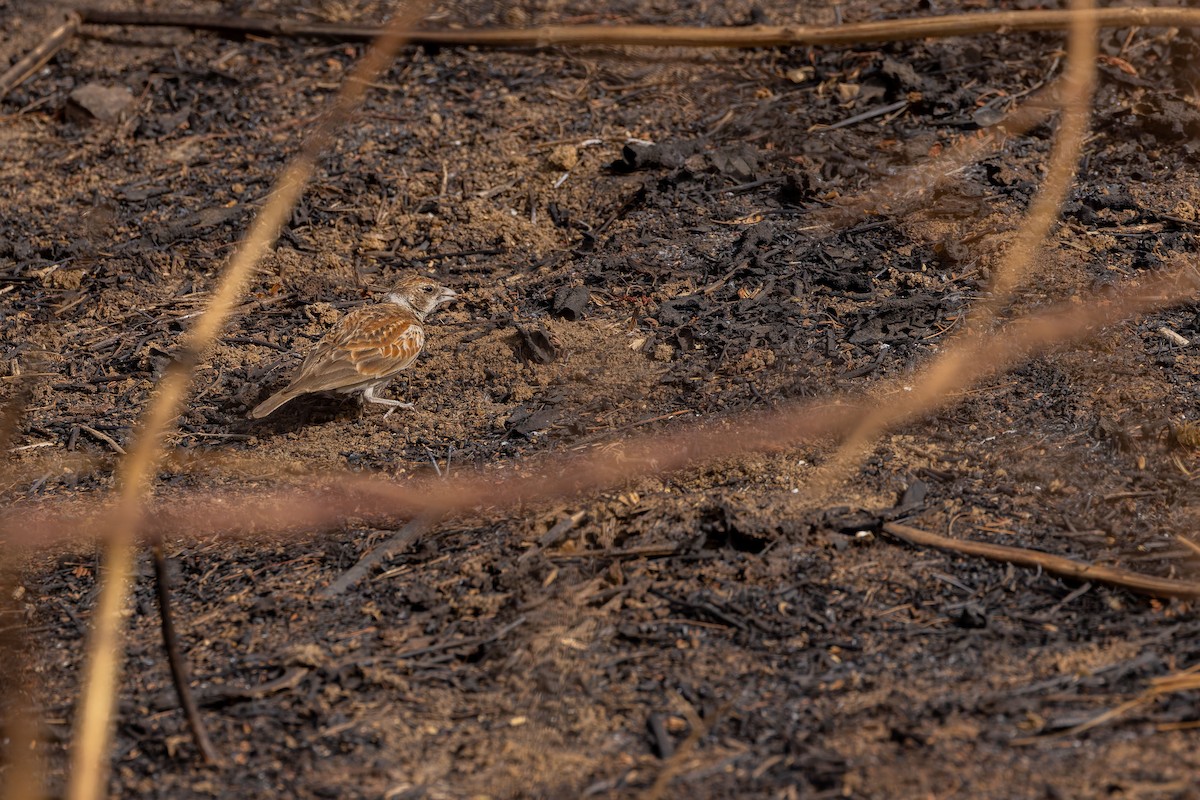Chestnut-backed Sparrow-Lark - ML655384502