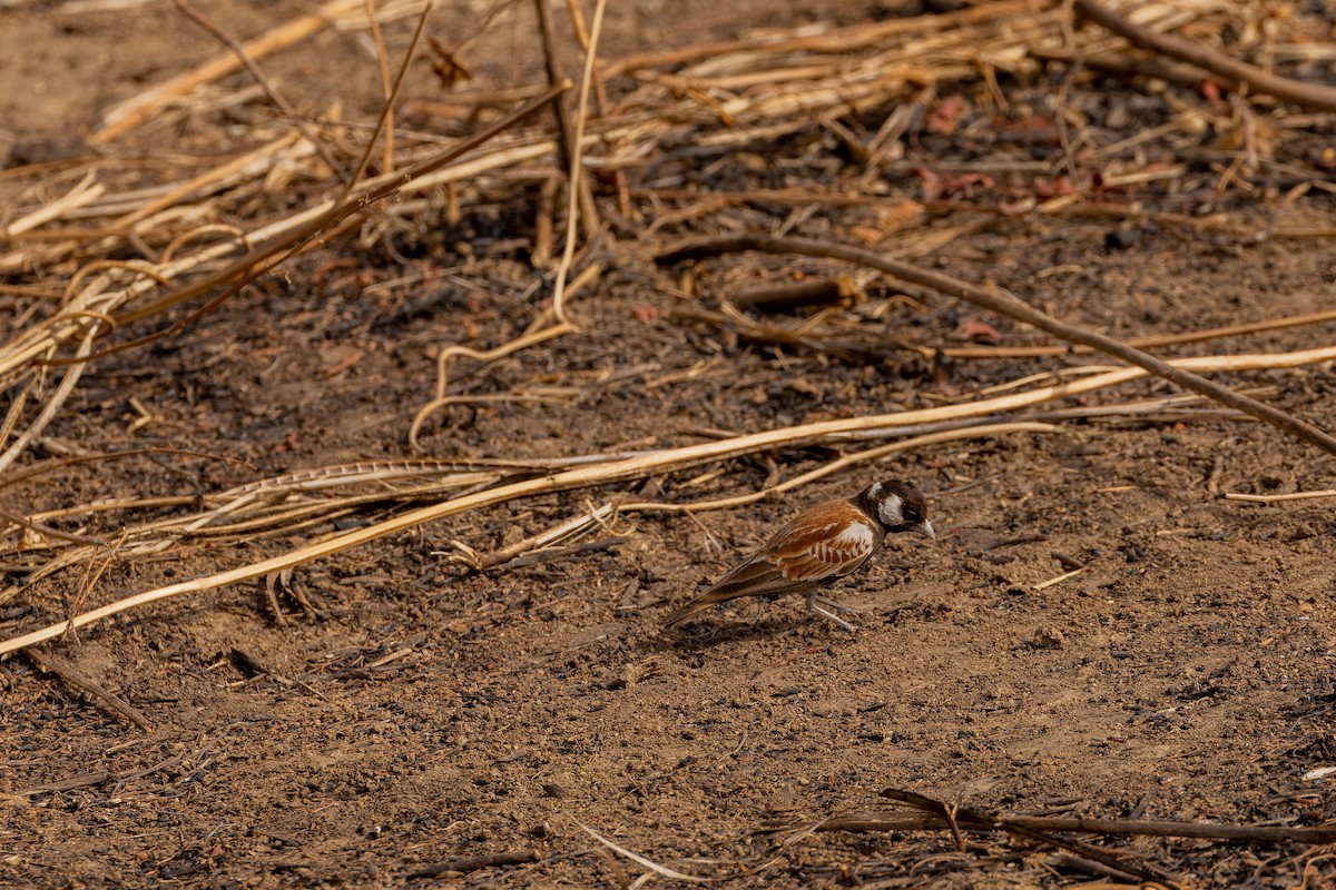 Chestnut-backed Sparrow-Lark - ML655384503