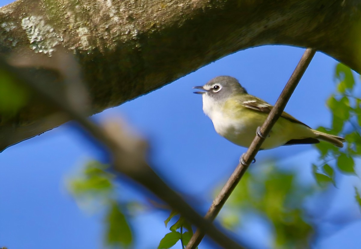 Blue-headed Vireo - ML655384867
