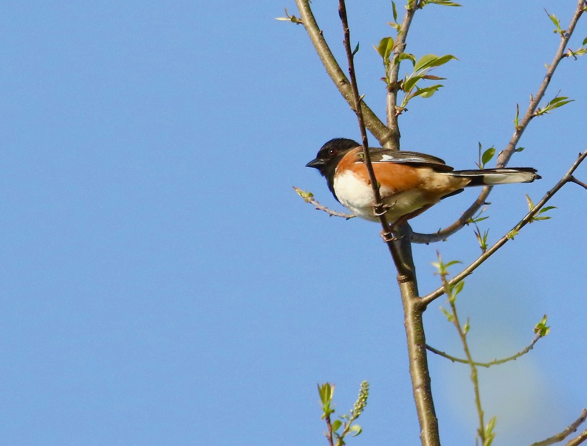 Eastern Towhee - ML655384878
