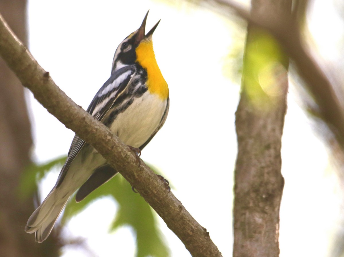 Yellow-throated Warbler - ML655384883