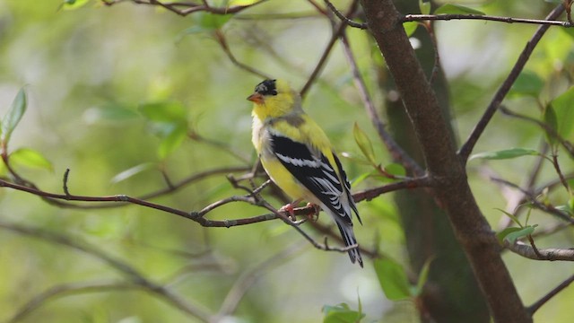 American Goldfinch - ML655385886