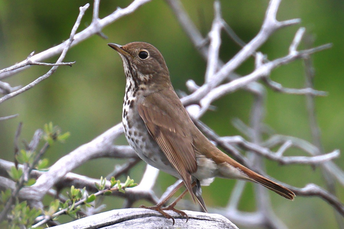 Hermit Thrush - ML655386172