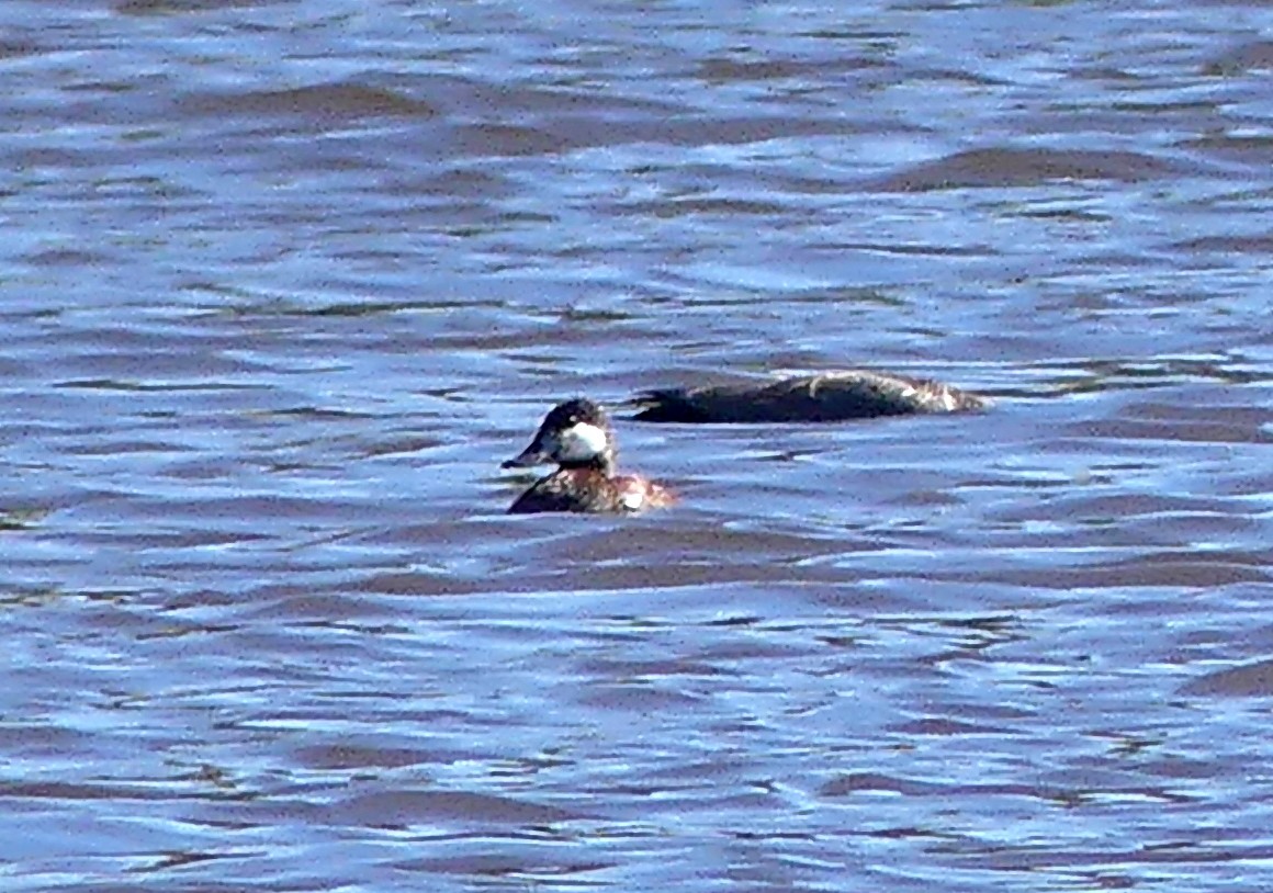 Ruddy Duck - ML655386334