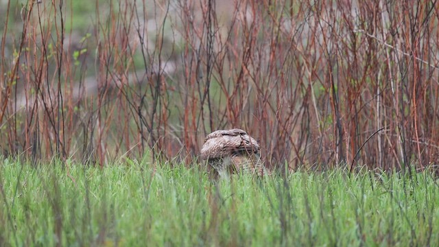 Red-tailed Hawk - ML655386612