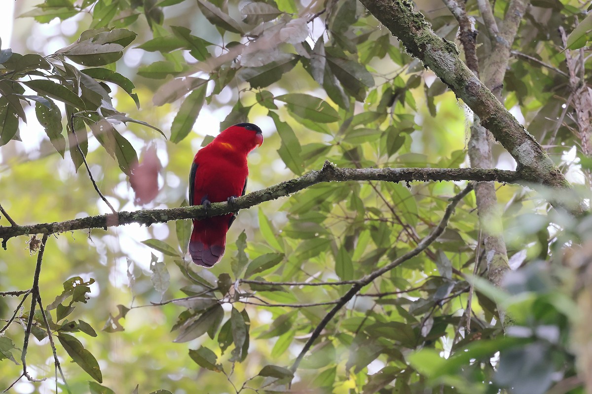 Purple-naped Lory - ML655386837