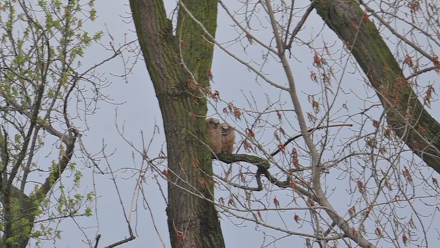 Great Horned Owl - ML655386866