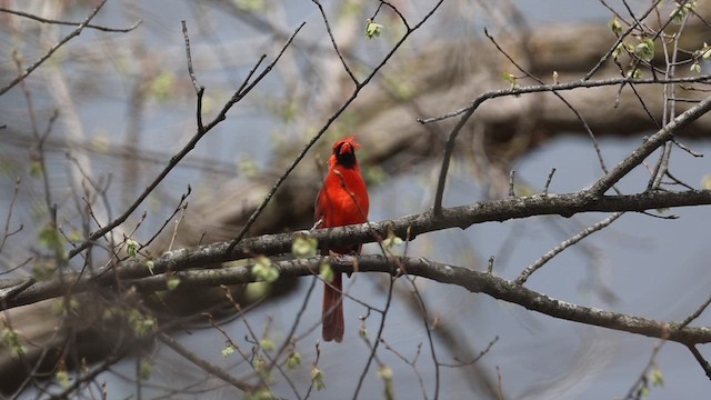 Northern Cardinal - ML655386999