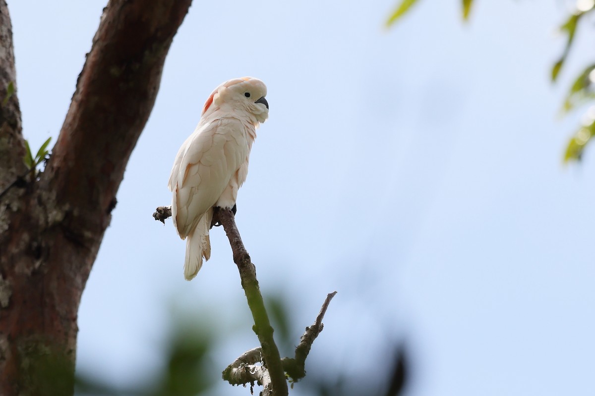 Salmon-crested Cockatoo - ML655387395
