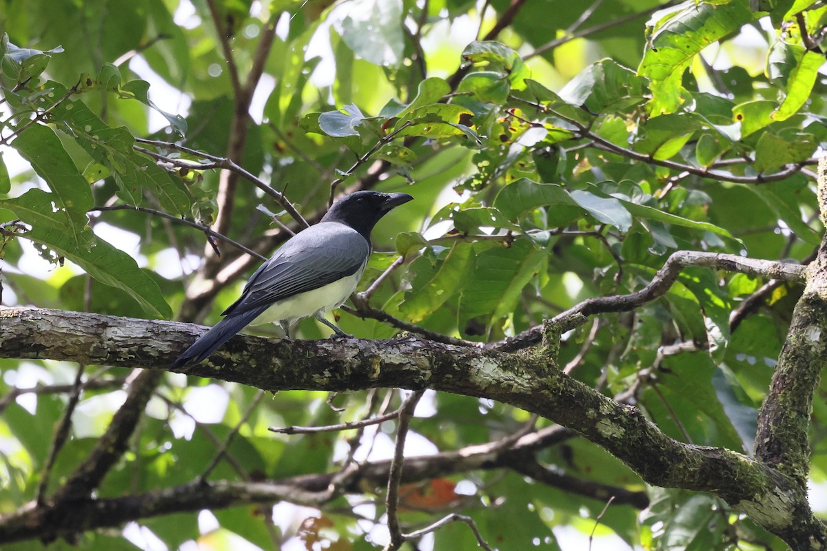 Moluccan Cuckooshrike - ML655387405