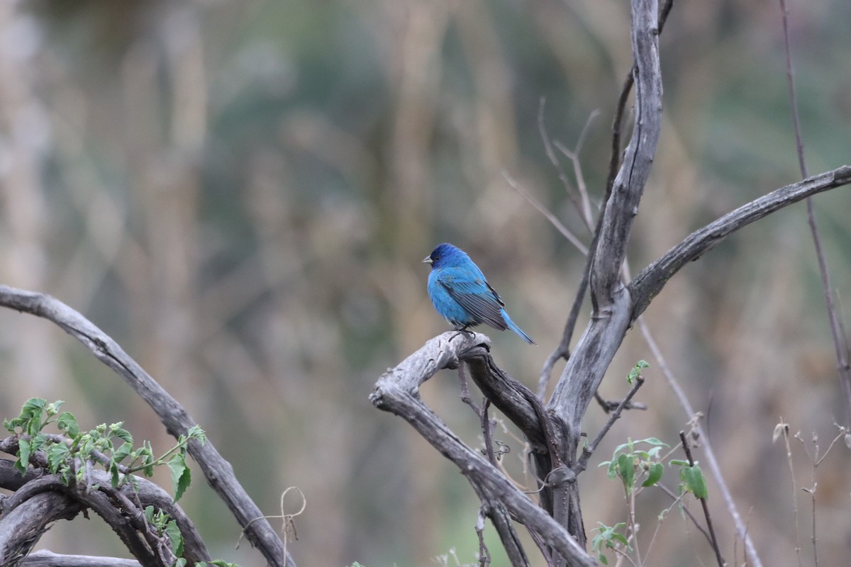 Indigo Bunting - ML655387557