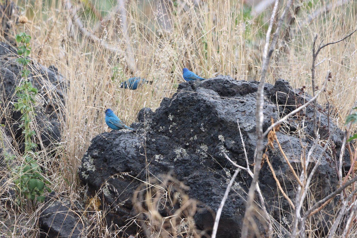 Indigo Bunting - ML655387784
