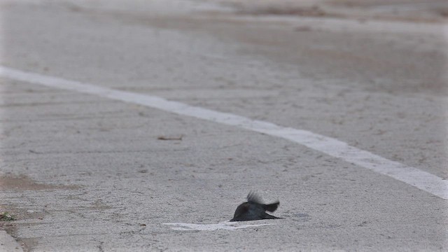 Brown-headed Cowbird - ML655387807