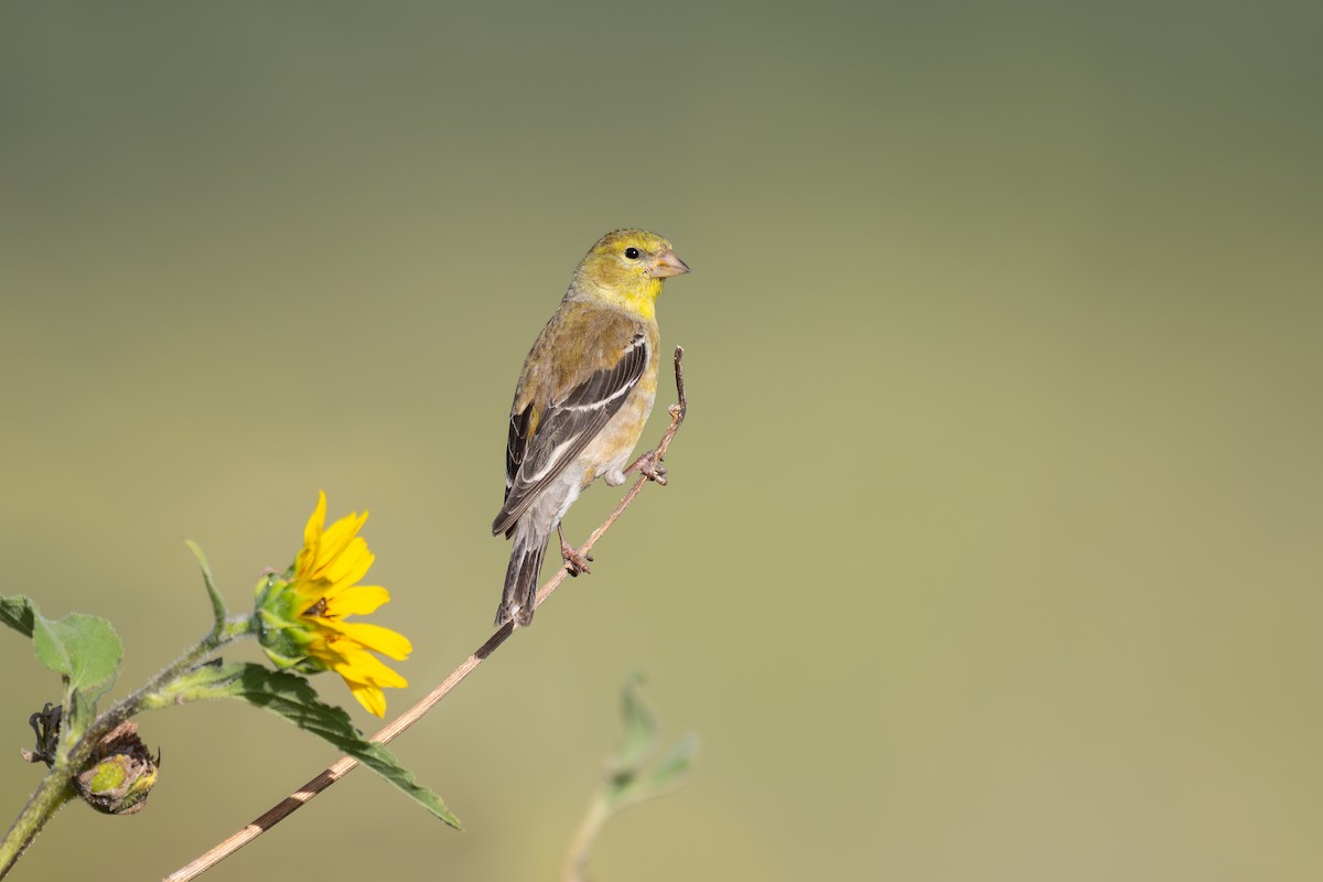 American Goldfinch - ML655387819