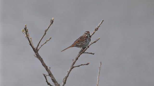 Song Sparrow - ML655387940