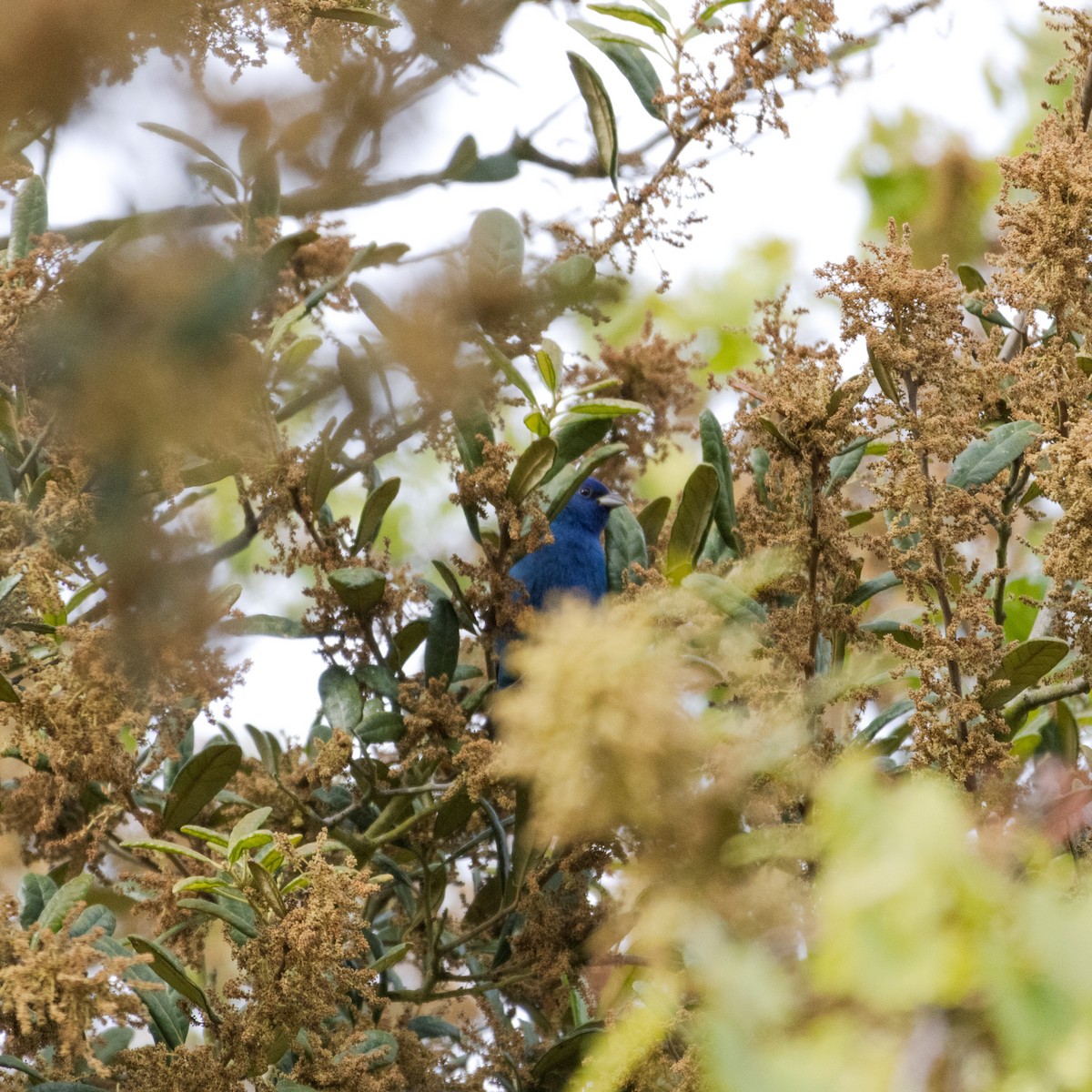 Indigo Bunting - ML655387996