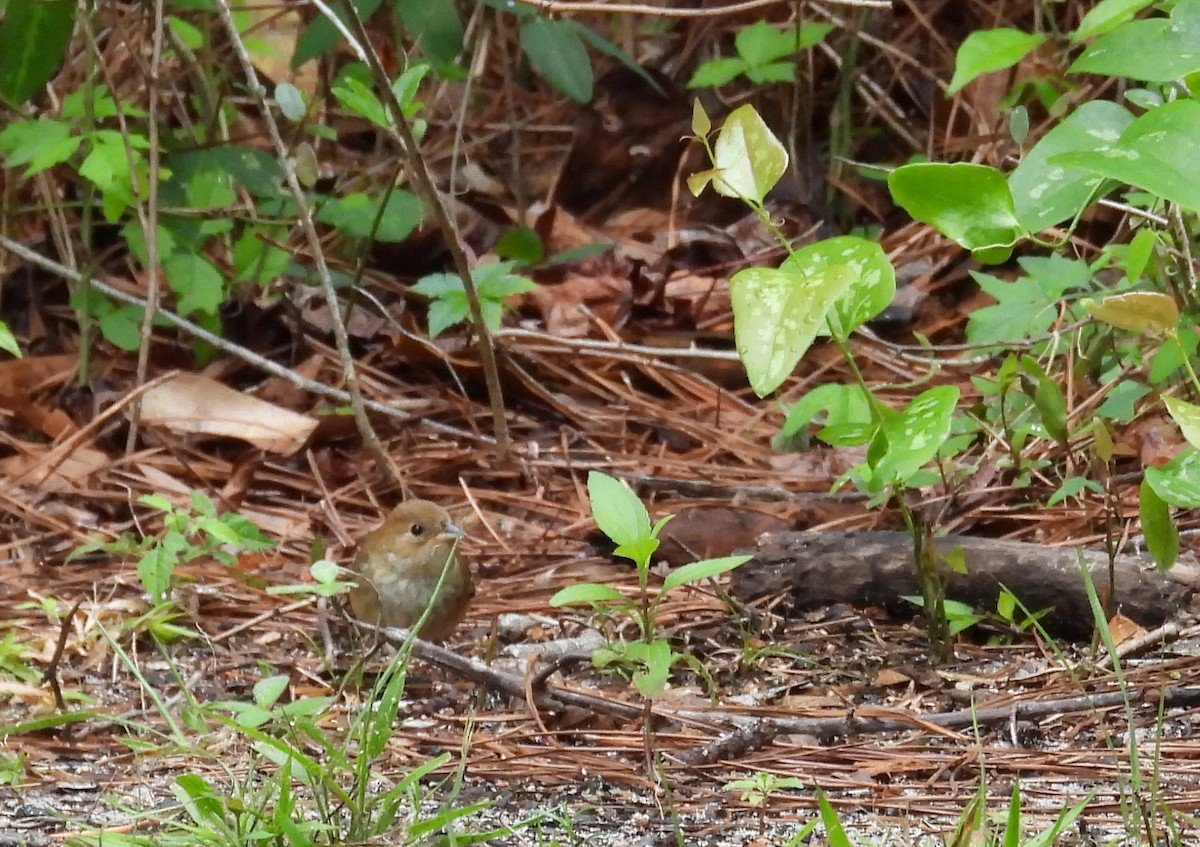 Indigo Bunting - ML655388161
